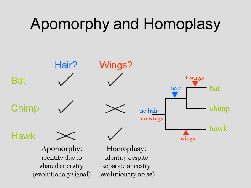 Apomorphy and Homoplasy no hair no wings Apomorphy: identity due to shared ancestry (evolutionary
